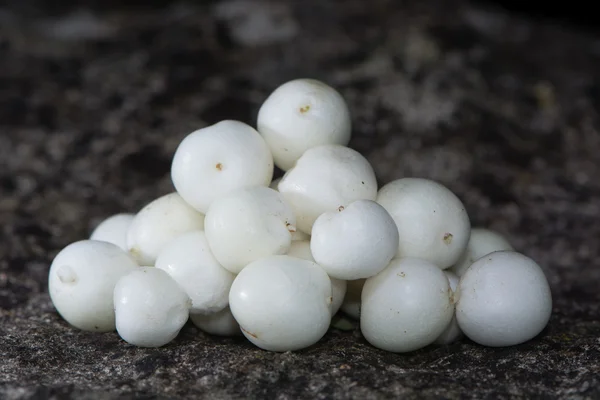 Montón de bayas de nieve comunes (Symphoricarpos albus) fruta — Foto de Stock