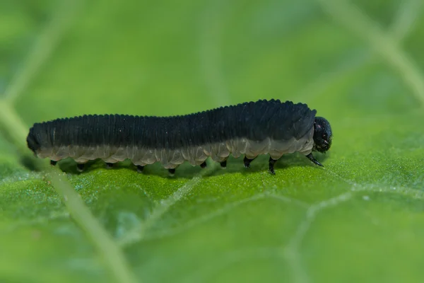 Turnip sawfly larva (Athalia rosae) on horseradish — Stock Photo, Image