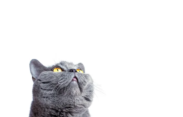 Un curioso gato gris británico mira hacia arriba. Fondo blanco — Foto de Stock