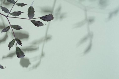 Pastel yeşil arka planda bitki dalı ve gölge. Minimalizm kavramı. Rahatlama ve sükunet