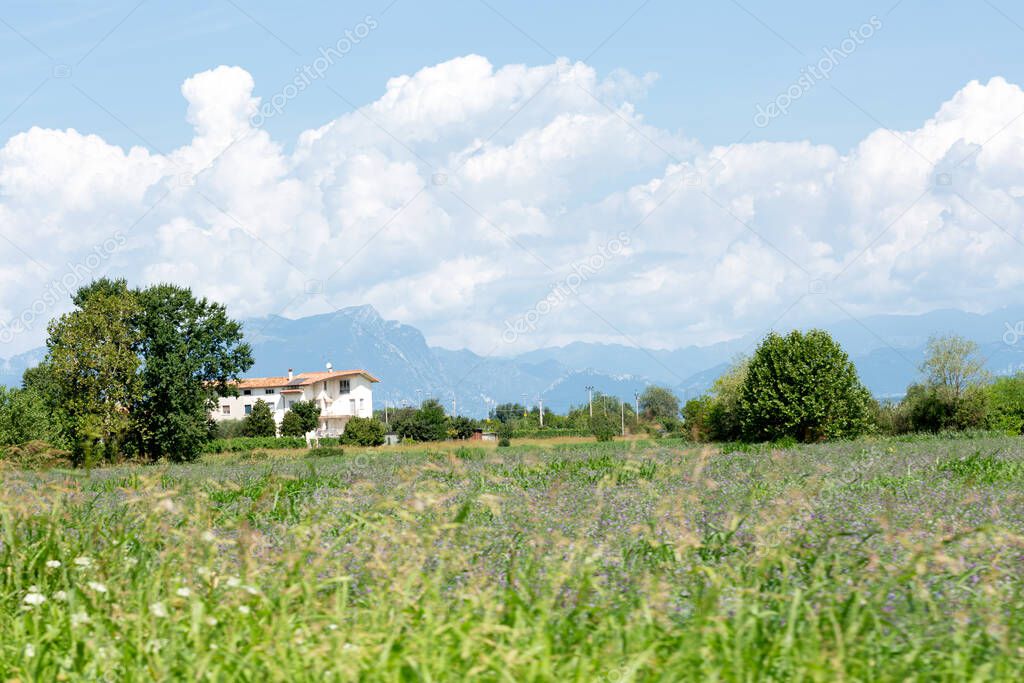 Typical landscape of Northern Italy. A lovely spring meadow with soft light and warmth.