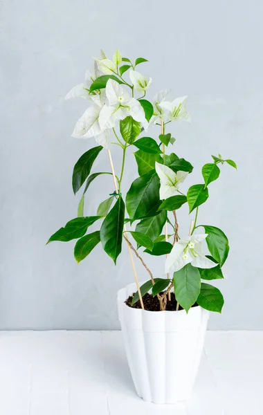 White bougainvillea in a pot on a gray background — Stock Photo, Image
