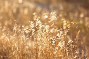 Akşam güneşinin altında altın çimen çivileri. Gün batımı