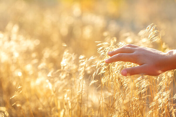 A childs hand gently touches the spikelets of grass in the evening sun. Idyll, autumn scene