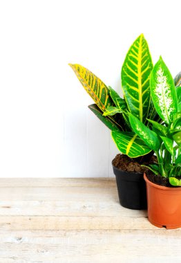 Codiaum, dieffenbachia, maranta ahşap arka planda..