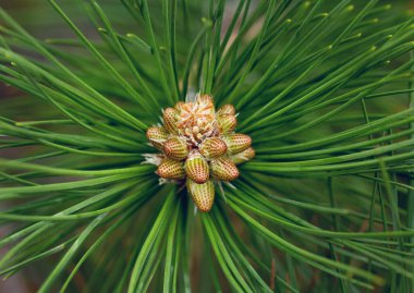 Çam ağacındaki genç kozalaklar. Makro. 