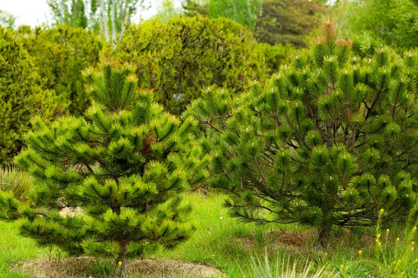 Parkta genç çam ağaçları. — Stok fotoğraf