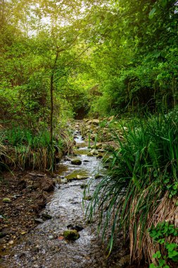 Flowing stream of clear water cascades over moss-covered rocks in the Italian mountains, surrounded by lush greenery and vibrant foliage in the sunshine, creating a serene natural landscape