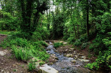 İtalyan dağlarındaki yosun kaplı kayaların üzerinden akan temiz su akıntısı yemyeşil ve canlı yapraklarla çevrili, dingin doğal bir manzara yaratıyor.