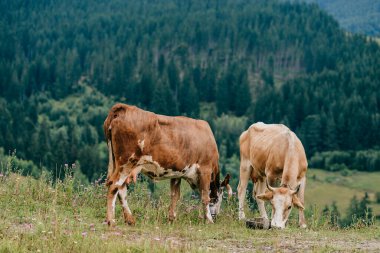 Yaz günü İskoçya 'da çayırlarda seks oyunları oynayan iki komik benekli inek. Tarlada çiftleşen sığırlar ve arka plandaki orman ve dağların manzarası. Hayvan çiftleşme alışkanlıkları