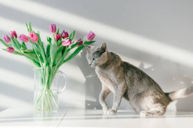 Masada cam vazoda bir buket lale ile poz veren şakacı ve aktif safkan Rus kedisinin portresi. Güzel evcil kedi yavrusu boş zamanı. Duvarın arkasında çiçekli komik kedi