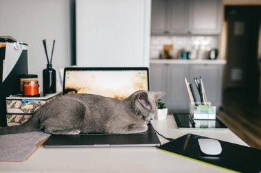 Cracow, Polonya - 31 Mart 2019: komik ağızlıklı güzel bir Rus mavi kedisi defter keayboard 'unda uzanıyor ve ev içinde dinleniyor. Saf kan sevimli kedi yavrusu dizüstü bilgisayarda dinleniyor..