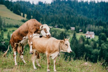 Yaz günü İskoçya 'da çayırlarda seks oyunları oynayan iki komik benekli inek. Tarlada çiftleşen sığırlar ve arka plandaki orman ve dağların manzarası. Hayvan çiftleşme alışkanlıkları