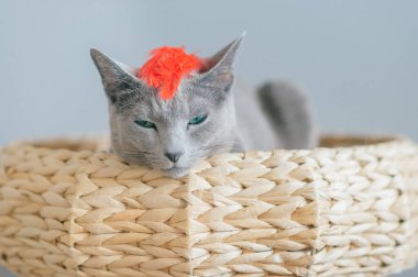 Küçük sevimli kedi yavrusu yatakta dinleniyor. Gri arka planda kedi evinde komik bir yüz ifadesi olan saf ve sevimli bir kedinin kapalı ev portresi. Kafasında dekoratif tüyler olan kedi ağızlığı.