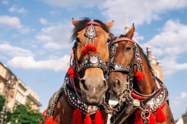Turistleri at arabasına bindirmek için iki madalyalı at.