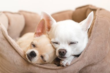 İki sevimli, sevimli ve güzel evcil memeli chihuahua p