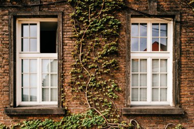 Pencereli ve sarmaşıklı ev duvarı. 
