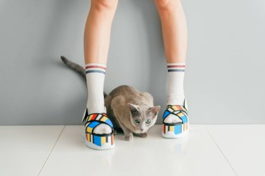 Rus mavi kedisi, güzel kadın bacaklarının arasında beyaz masanın üzerinde renkli, yüksek topuklu deri sandaletlerle yatıyordu. Asya animasyon tarzı konsept. Yüksek topuklu yaz ayakkabısı giyen kadınlar.