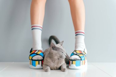 Gri arka planda sevimli kedi yavrusu olan şık ayakkabılar giyen güzel kadın bacakları.