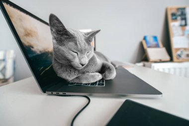 Cracow, Polonya - 31 Mart 2019: komik ağızlıklı güzel bir Rus mavi kedisi defter keayboard 'unda uzanıyor ve ev içinde dinleniyor. Saf kan sevimli kedi yavrusu dizüstü bilgisayarda dinleniyor..