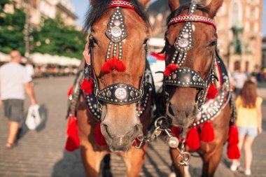 Turistleri at arabasına bindirmek için iki madalyalı at.