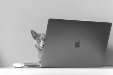 Krakow, Polonya - 31 Mart 2019: Rusya 'nın mavi kedisi evde, arka planda, masaların üzerinde, yepyeni Macbook pro15 inç 2016 klavyesinin üzerinde, komik anlamlı bir ağızlık ile uzanıyor ve dinleniyor.