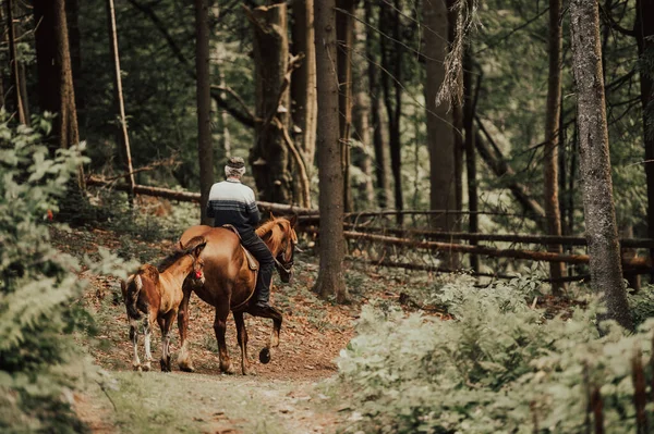 Cowboy Équitation Cheval Dans Forêt — Photo