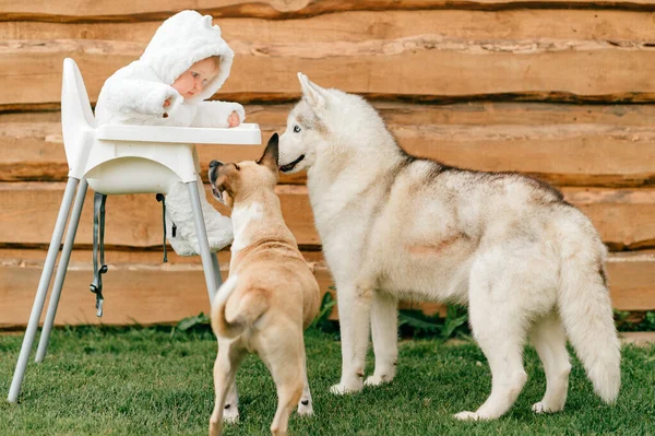 어린이 사이의 의상을 아이가 의자에 장난기있는 개들이 봅니다 — 스톡 사진