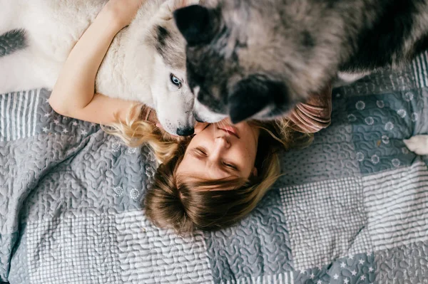 Husky Štěňátka Lízání Tvář Jejich Majitelky Šťastná Dívka Ležící Posteli — Stock fotografie