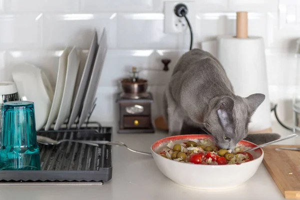 Funny kitten eating salad at kitchen.