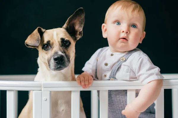 Adorável Menino Com Cão Juntos Berço Sobre Fundo Preto — Fotografia de Stock