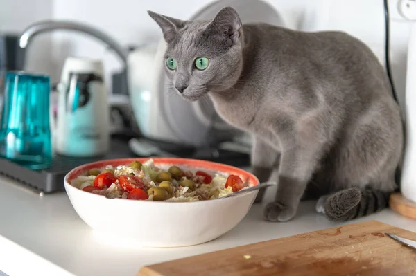 Lustiges Kätzchen Isst Salat Der Küche — Stockfoto