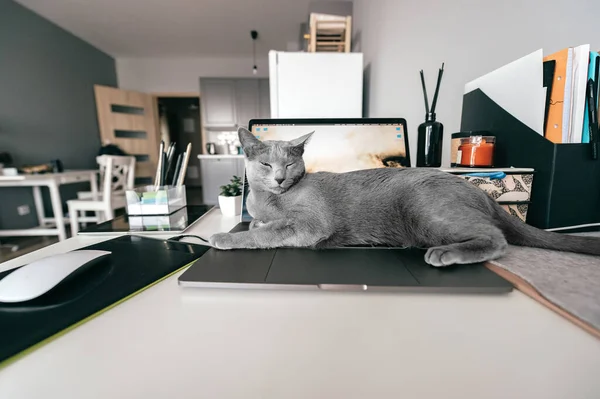 Cracóvia Polônia Março 2019 Belo Gato Azul Russo Com Focinho — Fotografia de Stock