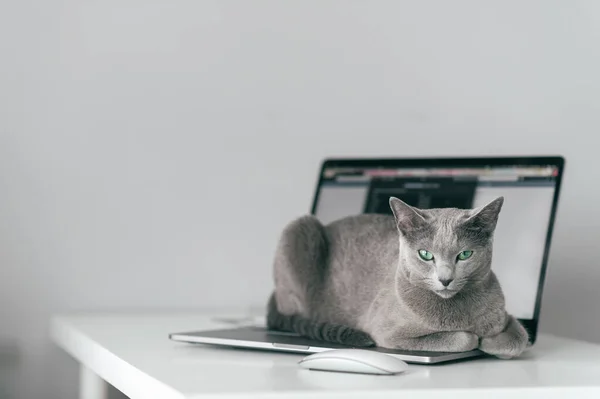 美丽的俄罗斯蓝猫 有着可笑的情感口吻 躺在笔记本的滑板上 在家里的灰色背景上悠闲自在地呆在家里 用笔记本电脑喂养一只蓝眼睛可爱的灰色小猫 — 图库照片