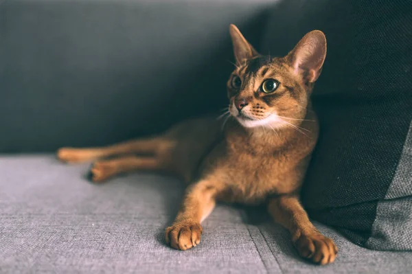 Abessinische Katze Auf Sofa Liegend Schöne Kleine Kätzchen Entspannen — Stockfoto