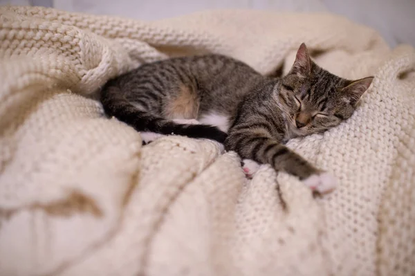 Carino Molto Carino Strisce Gatto Domestico Trova Riposa Sul Pavimento — Foto Stock