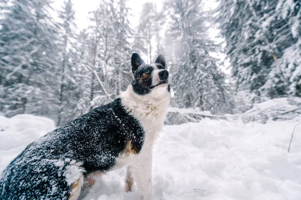 Funny Dog Snowy Forest — Stock Photo, Image