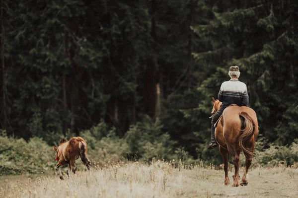 Cowboy Equitação Cavalo Floresta — Fotografia de Stock