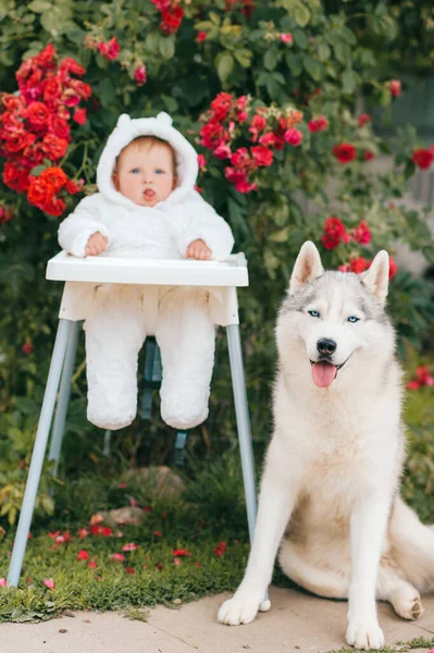 귀여운 허스키 강아지 우정적 초상화를 의상을 — 스톡 사진