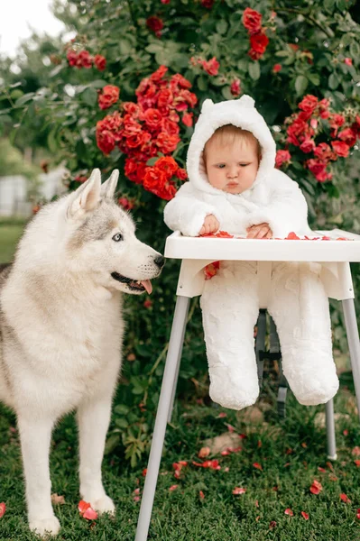 Charming Baby Boy Bear Costume Sitting High Chair Husky Dog — Stock Photo, Image