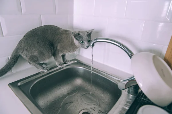 Schöne Kätzchen Spielen Auf Küche Lustige Russische Blaue Katze Durstiges — Stockfoto