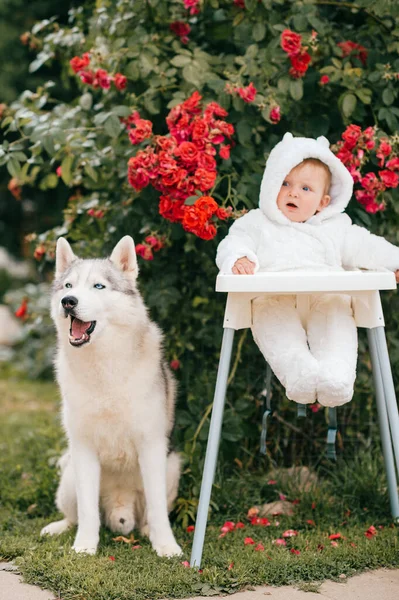 우정적 어린아이와 아름다운 허스키가 자연계에서 — 스톡 사진