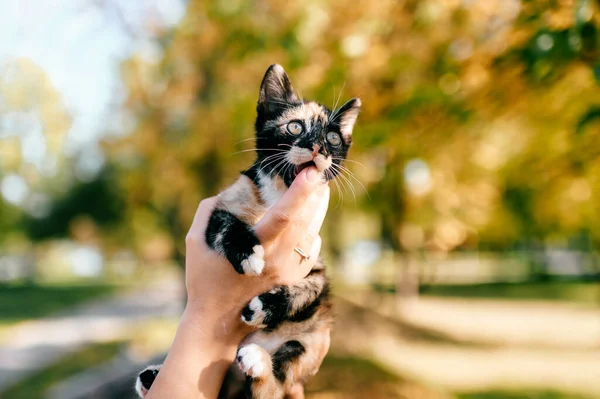 Pequeno Retrato Peludo Gato Puro Proprietário Segurando Pequeno Gatinho Outono — Fotografia de Stock