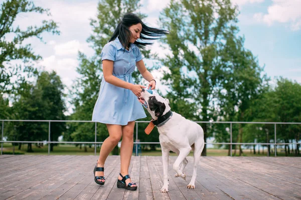 Schöne Kaukasierin Trainiert Ihren Schönen Schwarz Weißen Großen Hund Sommer — Stockfoto