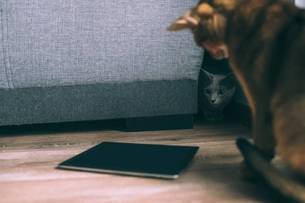 마리의 고양이가 태블릿 화면을 장난기있는 아프리카계 고양이와 활기찬 러시아산 고양이 — 스톡 사진