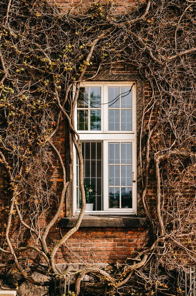 Creepers on windows Stock Photos, Royalty Free Creepers on windows ...