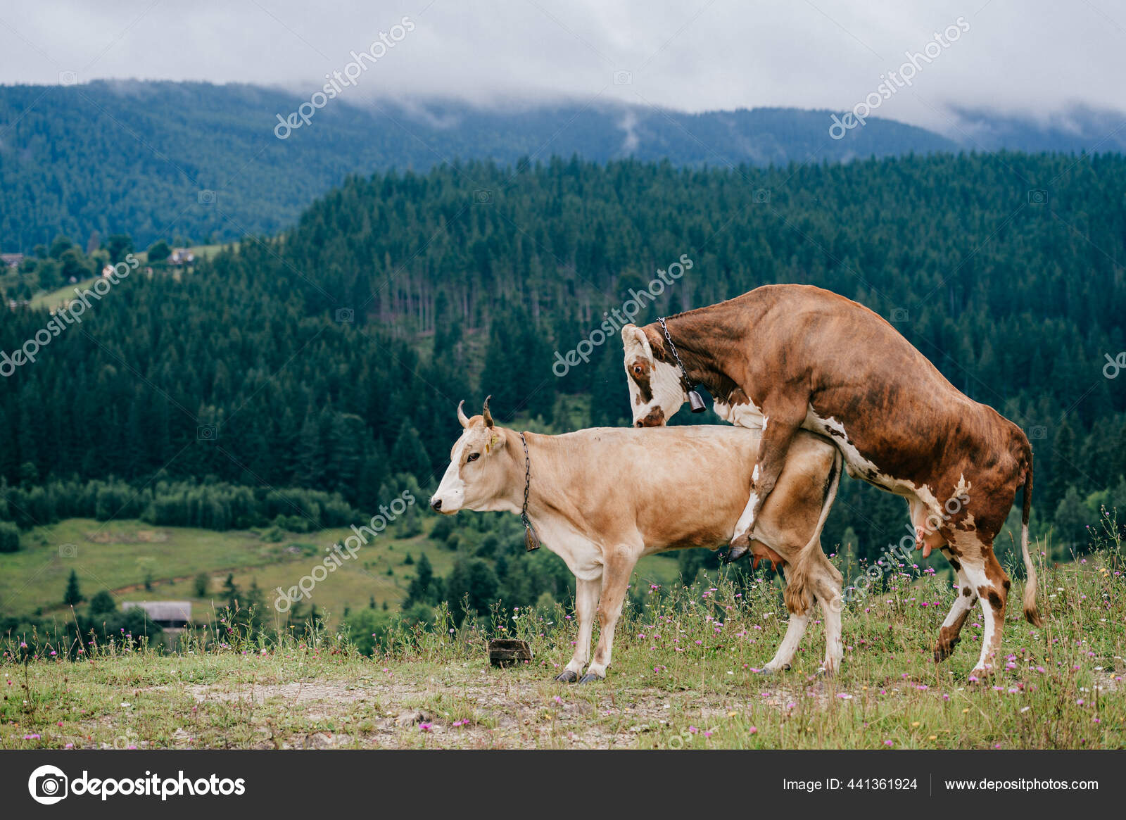 Two Funny Spotted Cows Playing Sex Games Pasture Highland Summer Stock Photo by © 441361924 Two Funny Spotted Cows Playing Sex Games Pasture Highland Summer Stock Photo by © 441361924