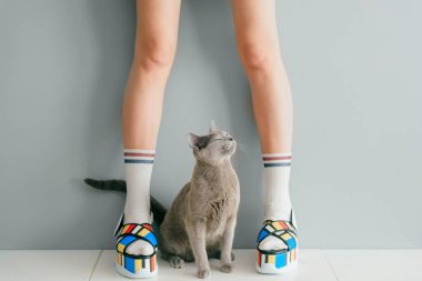 Rus mavi kedisi beyaz masadaki renkli yüksek topuklu deri sandaletlerle güzel kadın bacaklarına bakıyor. Asya animasyon tarzı konsept. Yüksek topuklu yaz ayakkabısı giyen kadınlar