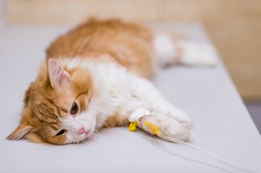 Kedi anestezi altında pençesinde damlatıcıyla tıbbi kanepede yatıyor. Evcil hayvanın kısırlaştırılması. Küçük kardeşlerimizin acılarının kurtuluşu. Hayvan kurtarma konsepti. Veterinerde anestezi altında evcil kedi.