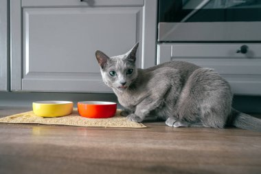 Komik duygusal ağızlık takan ve evde kedi maması yiyen Rus mavi kedisi. Evde yemek yiyen yavru kedi portresi. Şirin, aç kedicik yerde yemek yiyor.